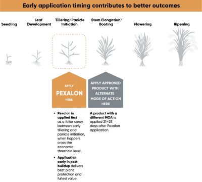 Pexalon_Infographic_V02
